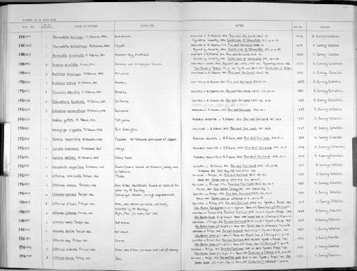 Terebra armillata Hinds, 1844 - Zoology Accessions Register: Mollusca: 1962 - 1969: page 216