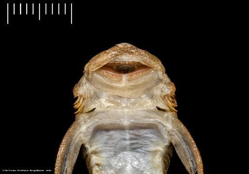Xenocara heterorhynchus Regan, 1912 - BMNH 1911.12.20.35-36, SYNTYPES, Xenocara heterorhynchus_b, mouth