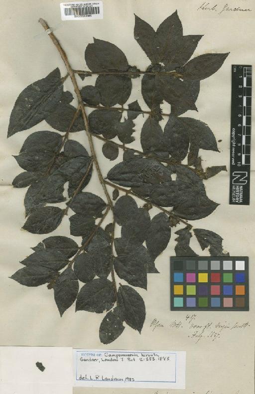 Campomanesia hirsuta Gardner - BM000953690