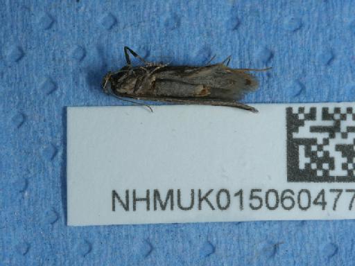 Mirificarma mulinella Zeller, 1839 - 015060477_3