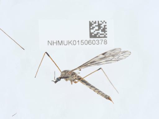 Tipula (Savtshenkia) rufina rufina Meigen, 1818 - 015060378_1