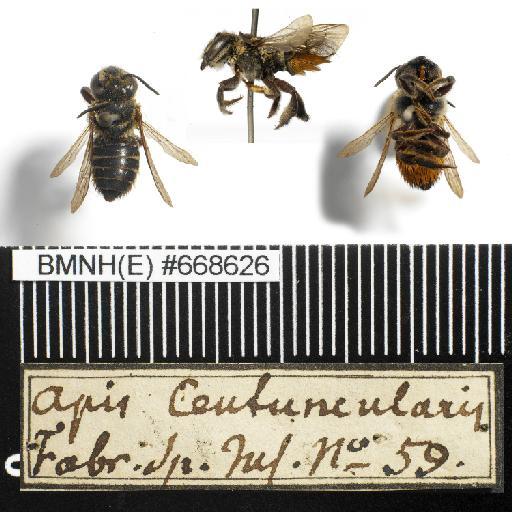 Apis centuncularis Linnaeus, 1758 - Apis_centuncularis-BMNH(E)#668626-habiti