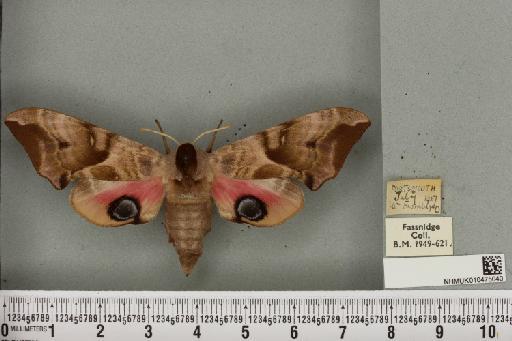 Smerinthus ocellata ocellata (Linnaeus, 1758) - NHMUK_010475040_525343