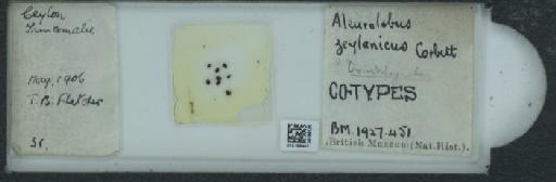 Orientaleyrodes zeylanicus Corbett, 1926 - 010165407_117723_1092267