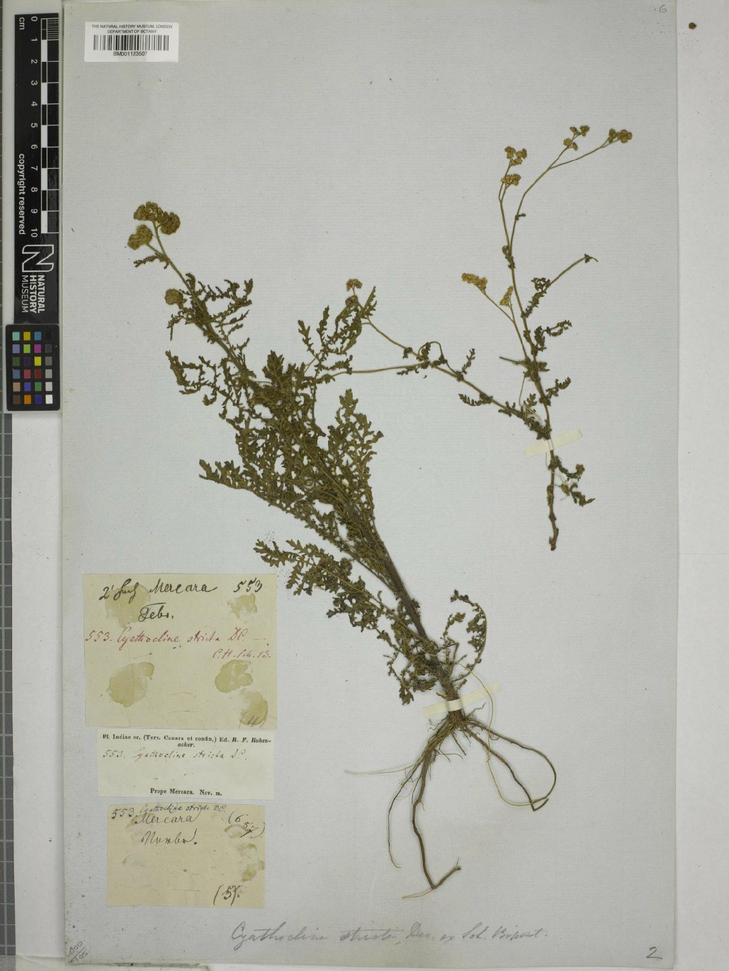 To NHMUK collection (Cyathocline purpurea Kuntze; NHMUK:ecatalogue:9150067)