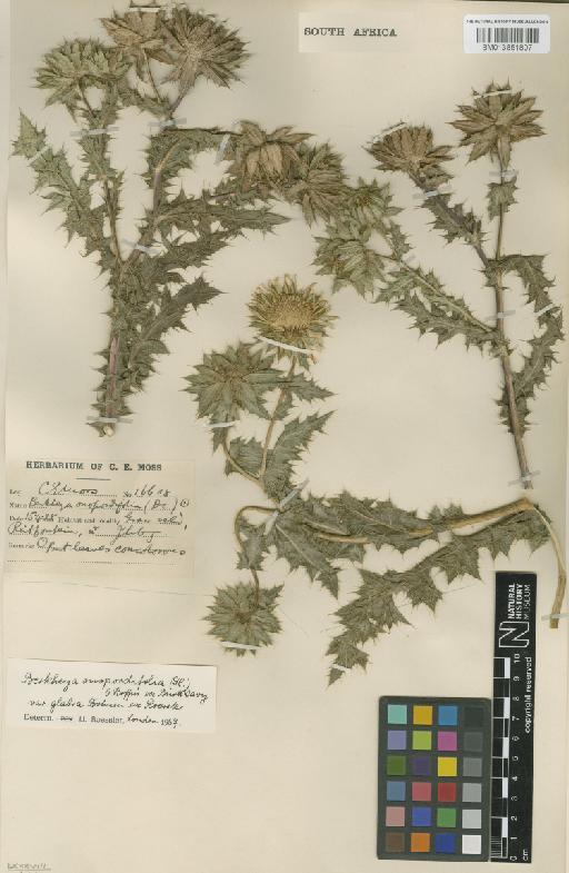 Berkheya onopordifolia var. glabra - BM013851807