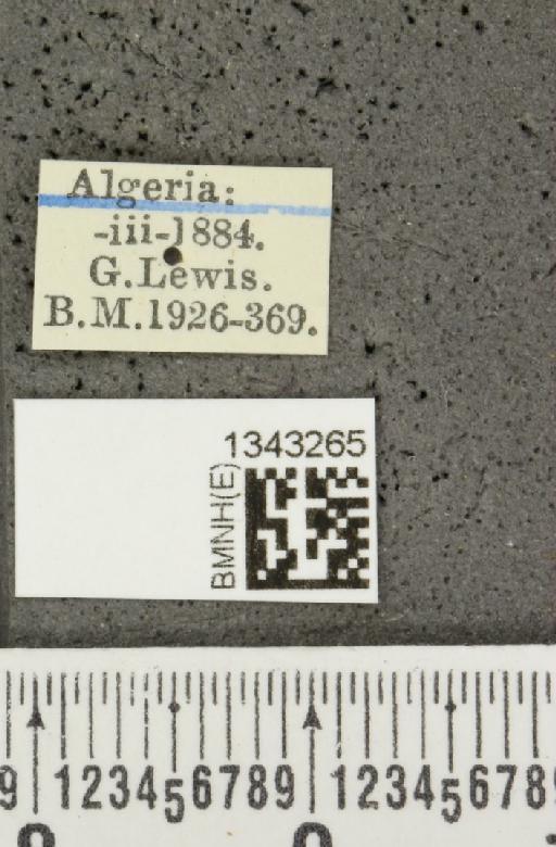 Lilioceris (Lilioceris) lilii stercoraria (Linnaeus, 1767) - BMNHE_1343265_label_13081