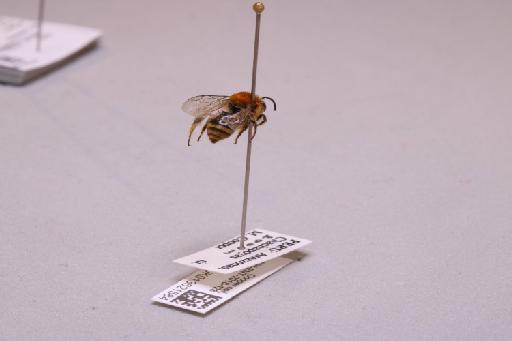 Colletes Latreille, 1802 - 013621584_additional_1