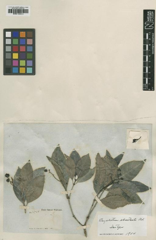 Psychotria ebracteata Urb. - BM001009010