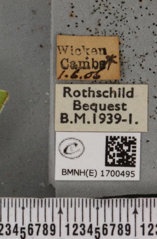 Earias clorana (Linnaeus, 1761) - BMNHE_1700495_label_296745