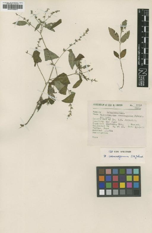 Heliotropium cremnogenum I.M.Johnst. - BM000992042