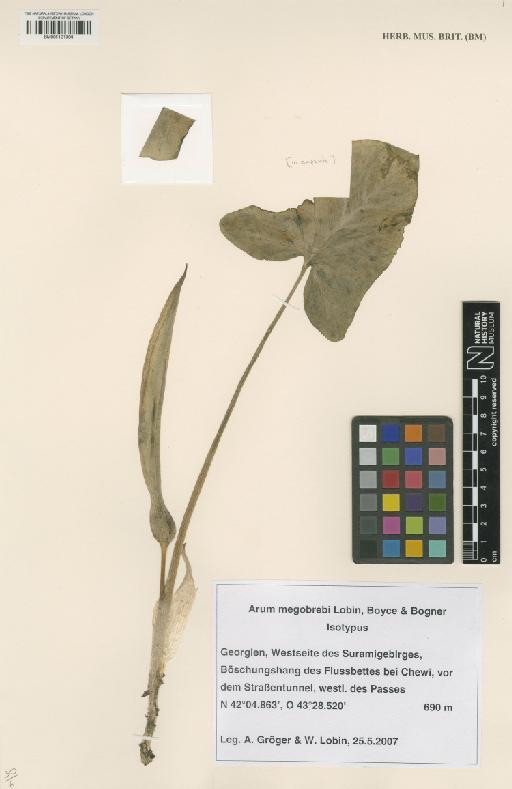 Arum megobrebi Lobin, M.Neumann, Bogner & P.C.Boyce - BM001121304