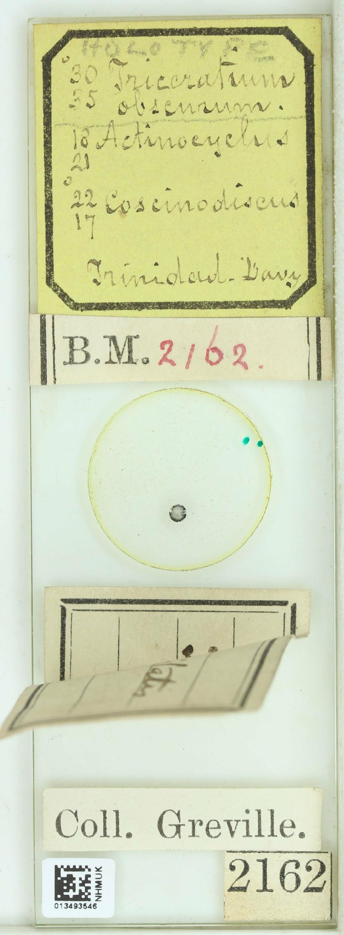 To NHMUK collection (Triceratium obscurum Grev.; Holotype; NHMUK:ecatalogue:4736030)