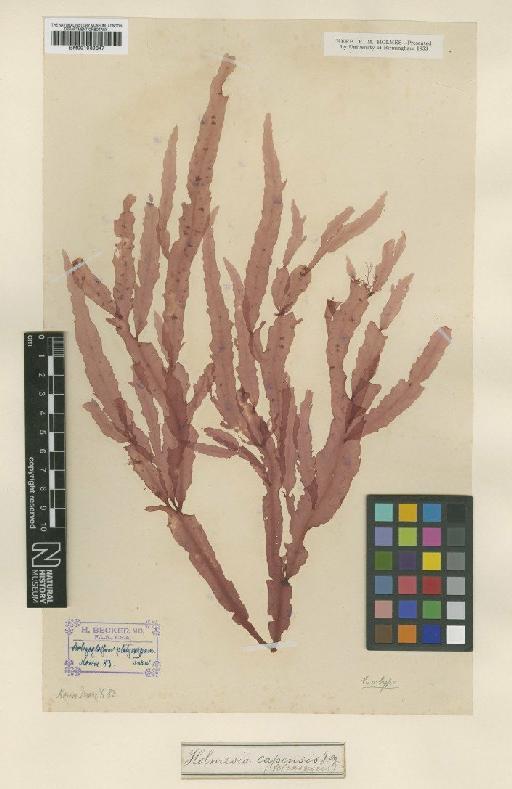 Holmesia capensis J.Agardh - BM001039347