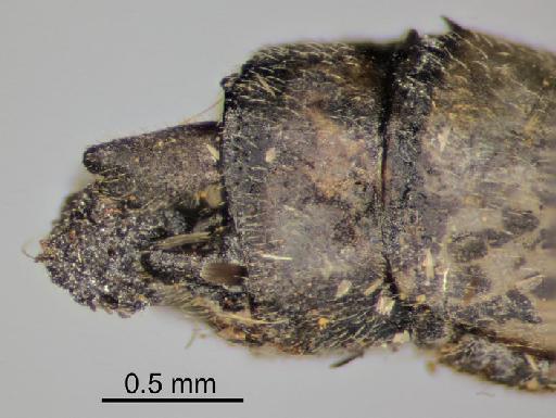 Archibasis mimetes praeclara Fraser, 1933 - BMNHE_1241422-Archibasis_praeclarum-possible_cotype-anal_appendage-lateral-x5