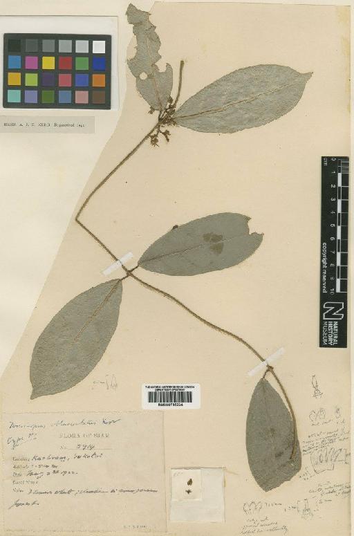Toxocarpus oblanceolata Kerr - BM000793234