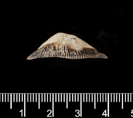 Siphonaria palpebrum subterclass Tectipleura Reeve, 1856 - Siphonaria palpebrum Reeve 1856 - SYNTYPES - 1981022