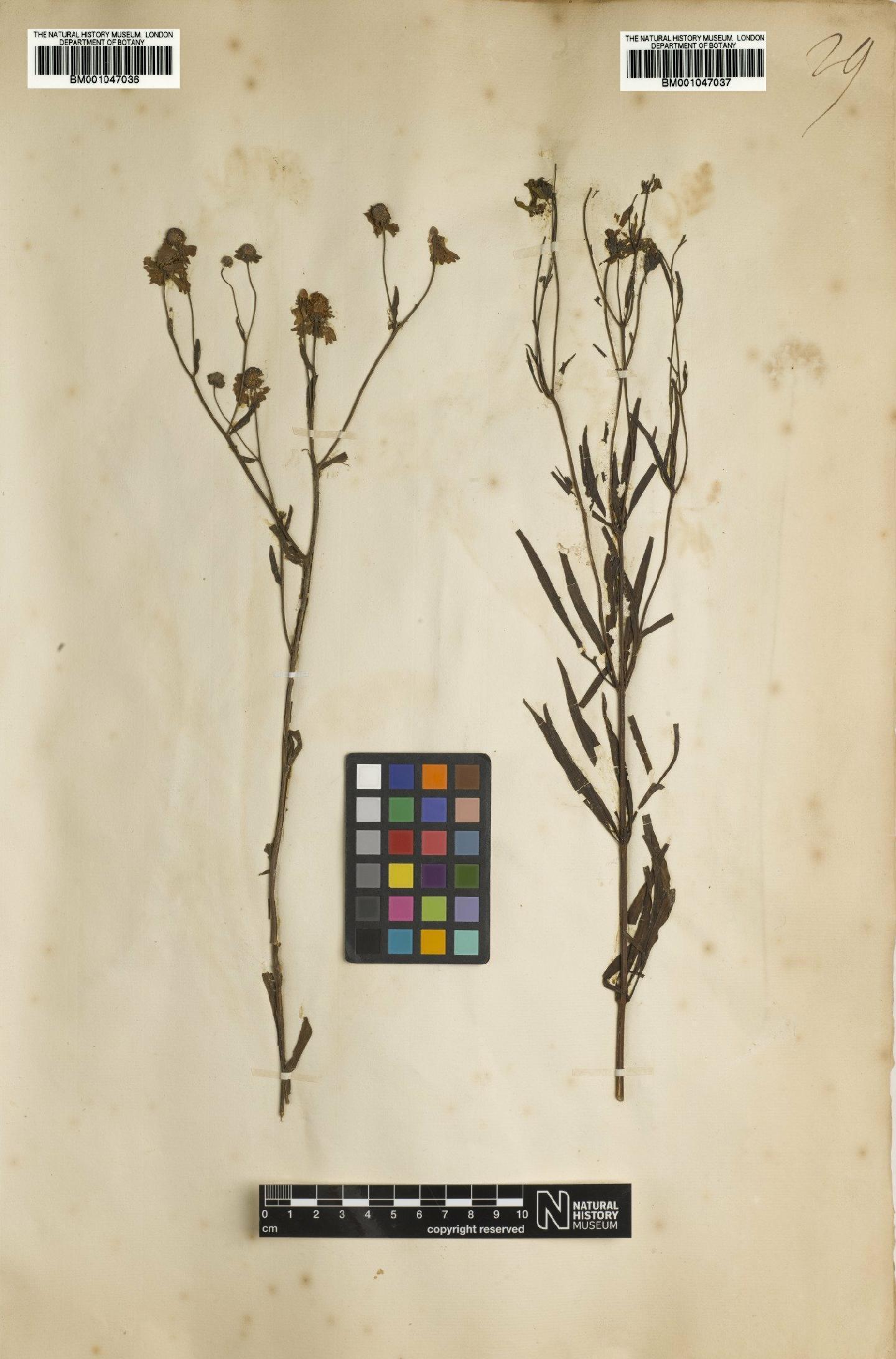 To NHMUK collection (Coreopsis delphiniifolia Lam.; NHMUK:ecatalogue:2734536)