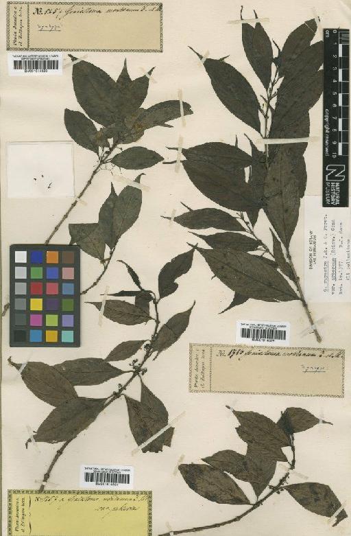 Geniostoma rupestre var. arboreum (Reinw.) Conn - BM001014321