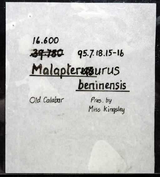 Malapterurus beninensis Murray, 1855 - 1895.7.18.15-16; Malapterurus beninensis; image of jar label; ACSI project image