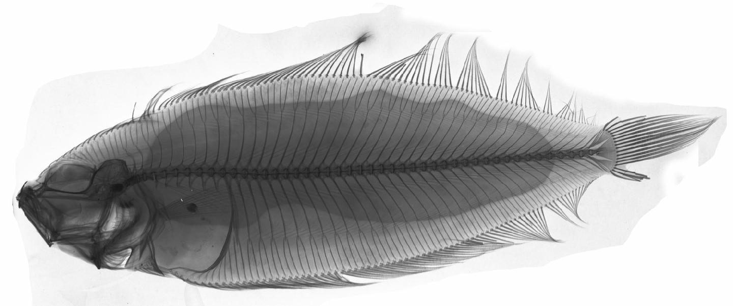 To NHMUK collection (Monolene antillarum Norman, 1933; HOLOTYPE & PARATYPE(S); NHMUK:ecatalogue:2510382)