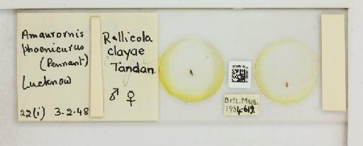 Rallicola ortygometrae clayae Tandan, 1951 - 010689810_816451_1432225