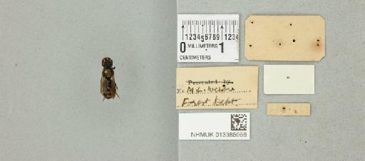 Ceratina perforatrix Smith, F., 1879 - 013385056_additional
