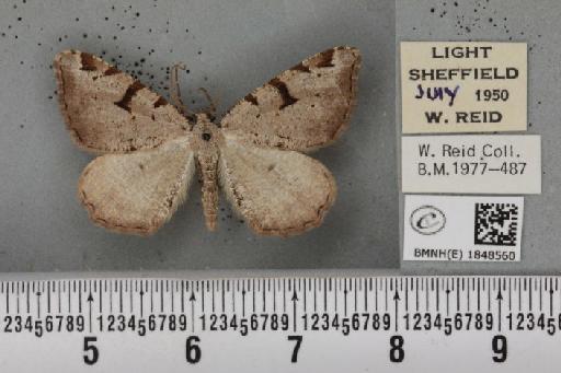 Macaria wauaria (Linnaeus, 1758) - BMNHE_1848560_422024