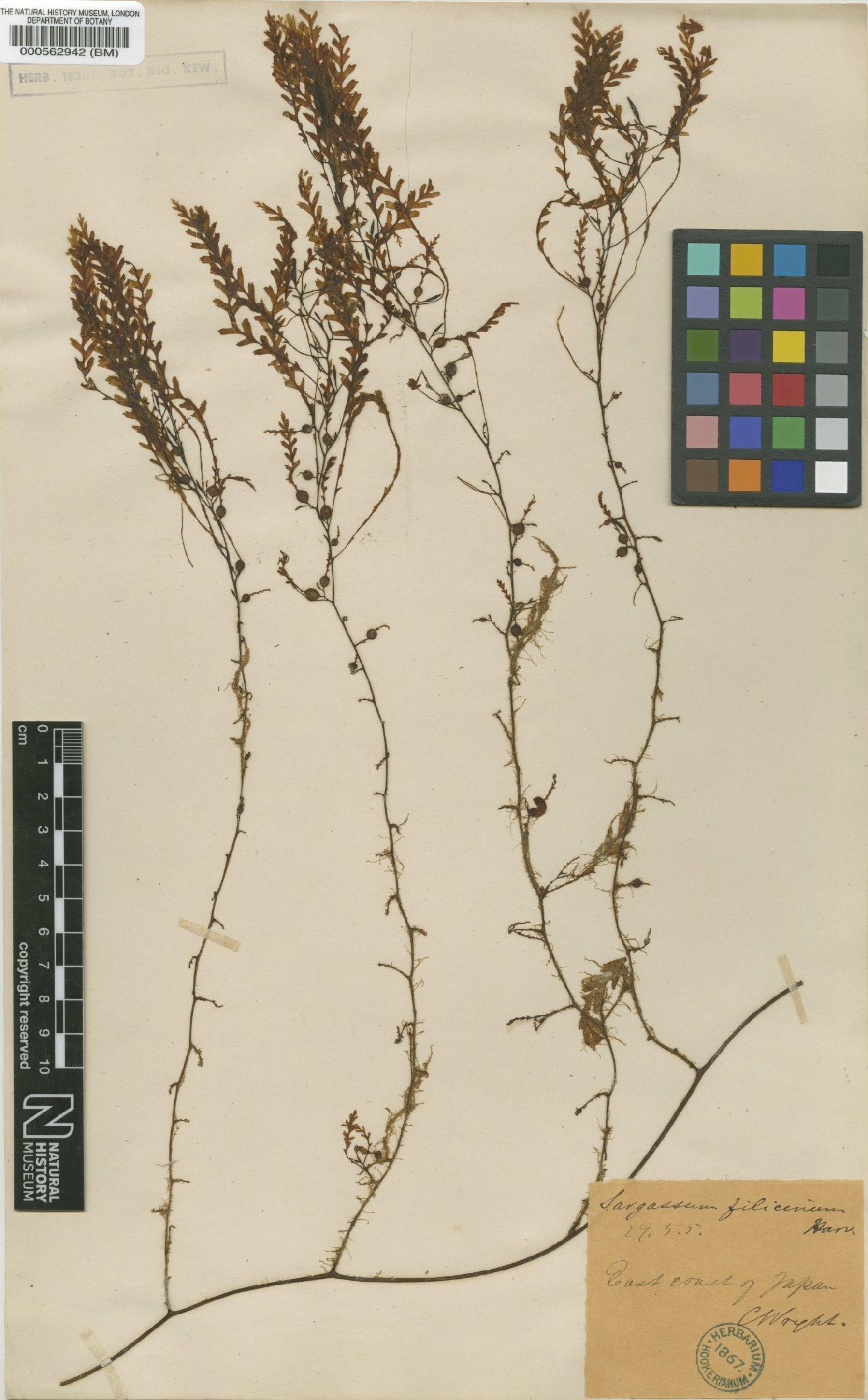 To NHMUK collection (Sargassum filicinum Harv.; TYPE; NHMUK:ecatalogue:4722470)