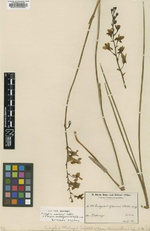 Eulophia malangana (Rchb.f.) Schltr. - BM000529528