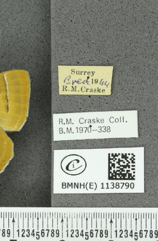 Thecla betulae (Linnaeus, 1758) - BMNHE_1138790_label_95219