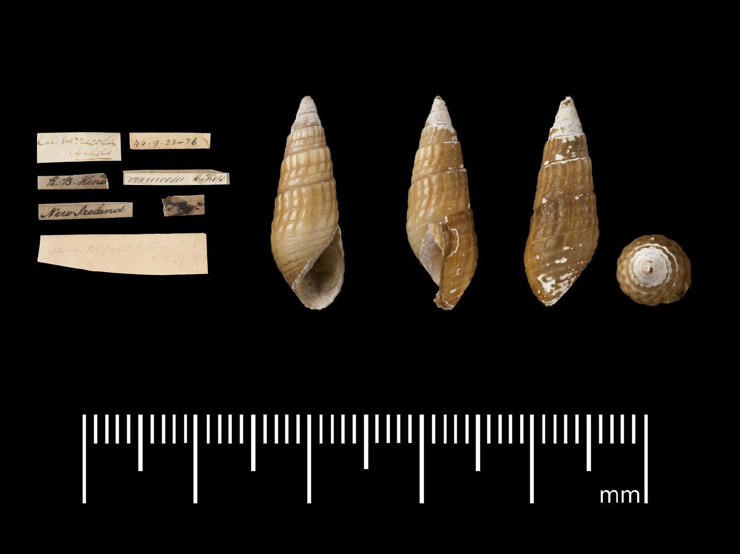 To NHMUK collection (Melania verrucosa Hinds, 1844; SYNTYPE(S); NHMUK:ecatalogue:7108658)