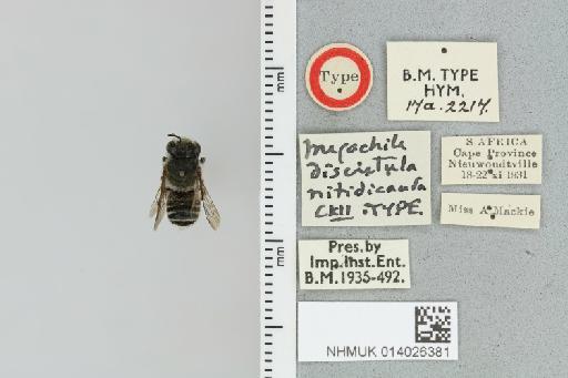 Megachile discretula nitidicauda Cockerell, 1937 - 014026381_837876_1652855-