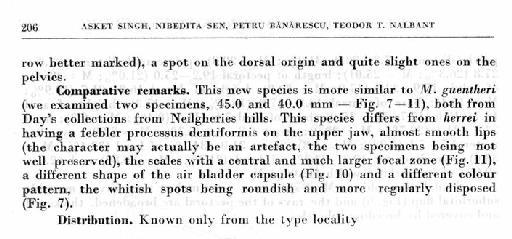 Mesonoemacheilus herrei Nalbant & Banarescu in Singh et al., 1982 - Mesonoemacheilus herrei