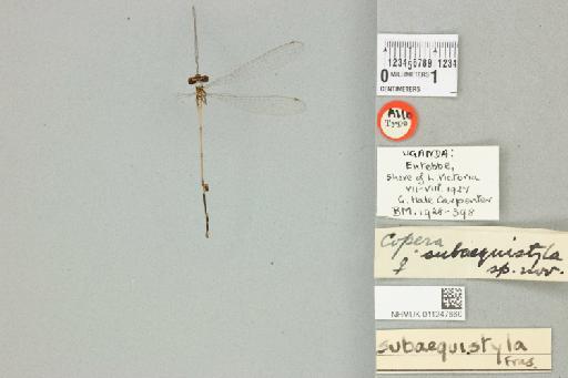Platycnemis subaequistyla Fraser, 1928 - 011247660_dorsal