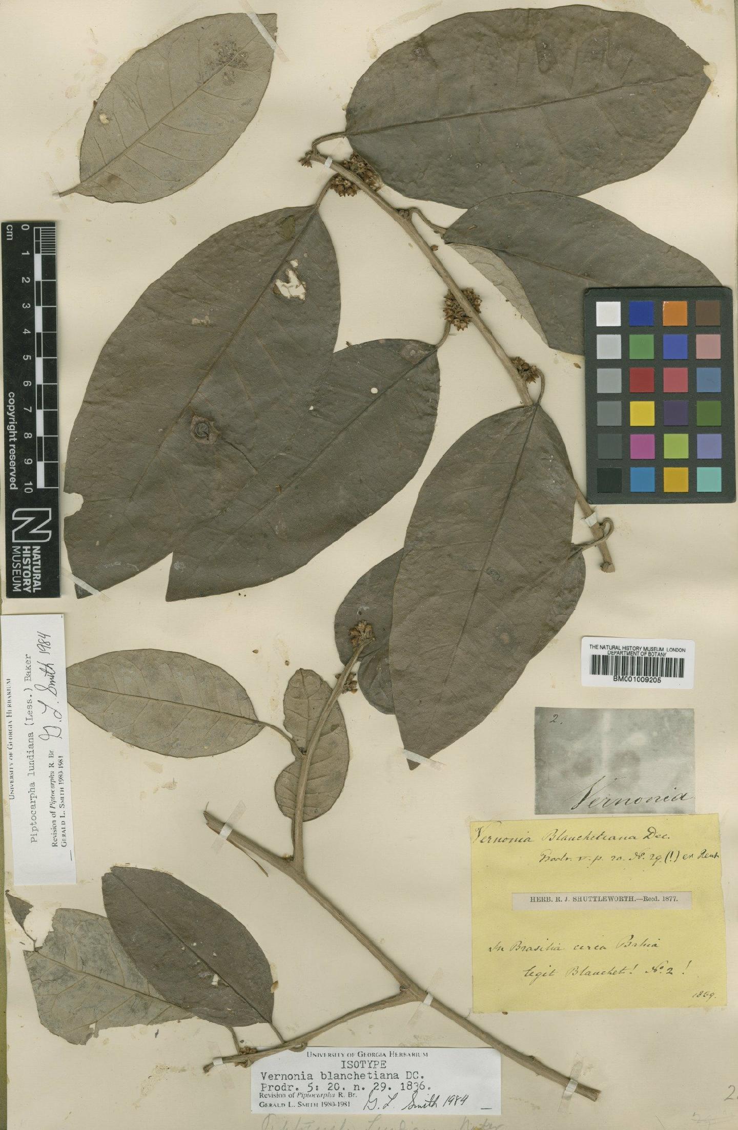 To NHMUK collection (Piptocarpha lundiana (Less.) Baker; Isotype; NHMUK:ecatalogue:557382)