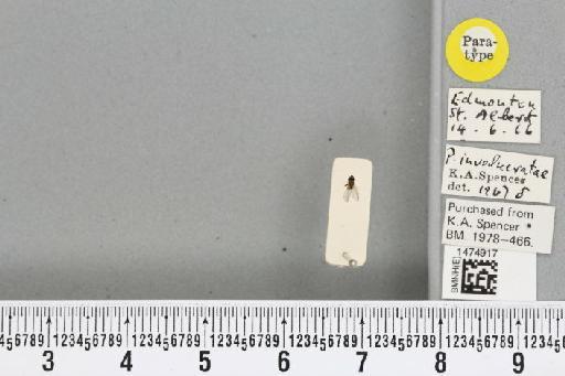 Chromatomyia involucratae (Spencer, 1969) - BMNHE_1474917_48416