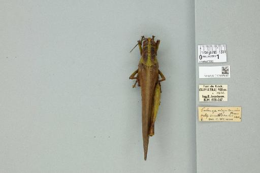 Valanga nigricornis sumatrensis Uvarov, 1923 - 012498445_71900_84608