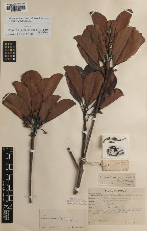 Manilkara kanosiensis H.J.Lam & B.Meeuse - BM000929961