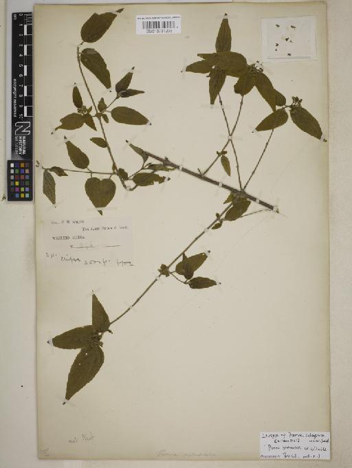 Premna yunnanensis W.W.Sm. - BM013731238