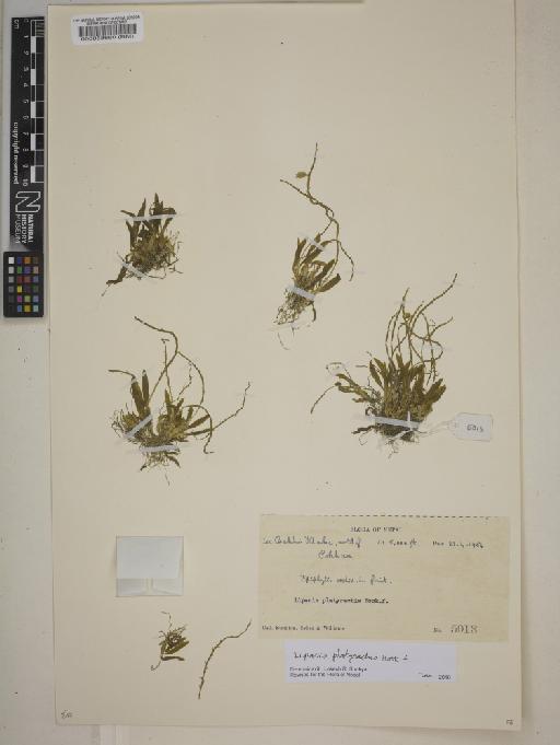 Liparis platyrachis Hook.f. - BM000088680