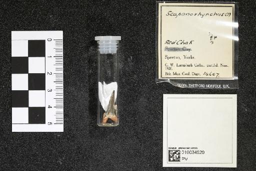 Scapanorhynchus infraphylum Gnathostomata Smith Woodward, 1889 - 010034929_L010096563