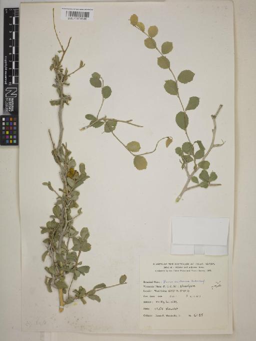 Grewia erythraea - BM013838686