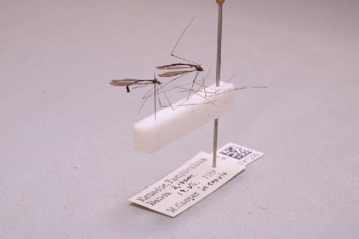 Tipulidae Latreille, 1802 - 013741299_additional_3