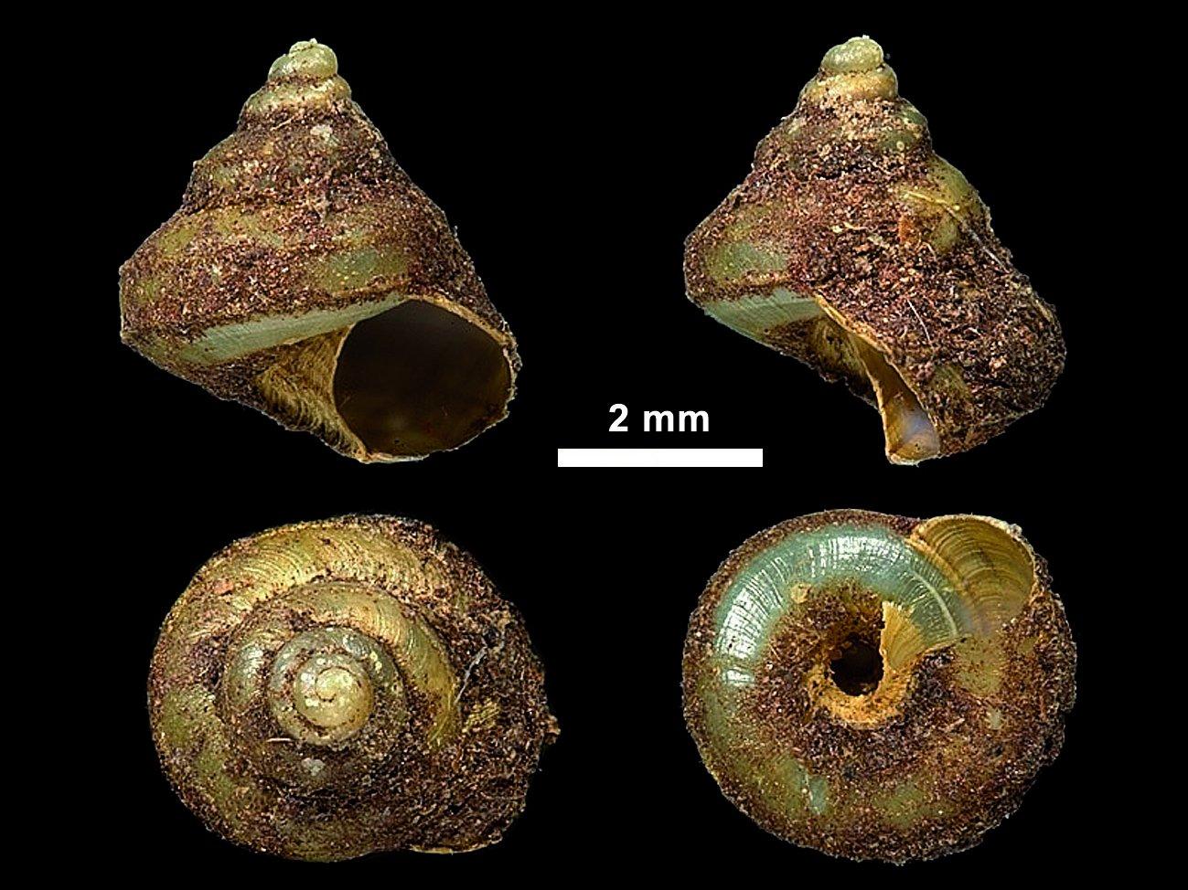 To NHMUK collection (Cyclophorus biliratus Beddome, 1875; LECTOTYPE & PARALECTOTYPE(S); NHMUK:ecatalogue:6721339)