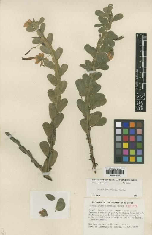 Chamaecrista desvauxii var. glauca (Hassl.) H.S.Irwin & Barneby - BM000793277