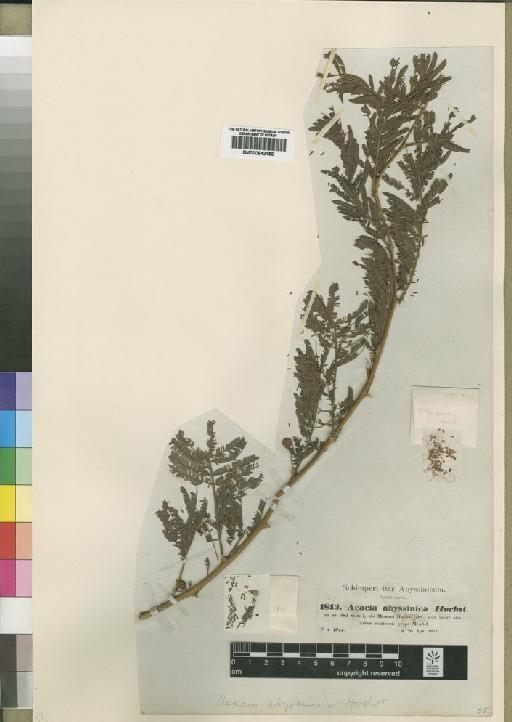 Acacia abyssinica Hochst. ex Benth. - BM000842152