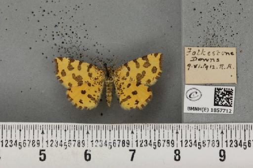Pseudopanthera macularia (Linnaeus, 1758) - BMNHE_1857712_429493