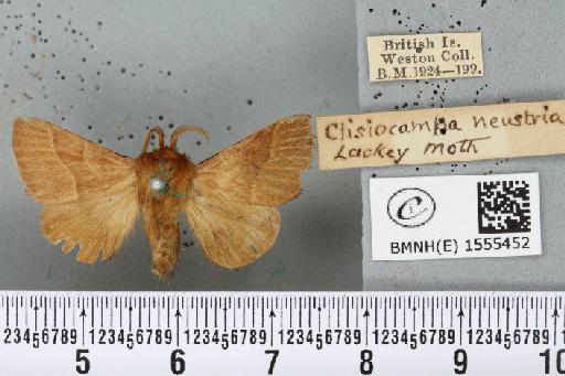 Malacosoma neustria (Linnaeus, 1758) - BMNHE_1555452_260008