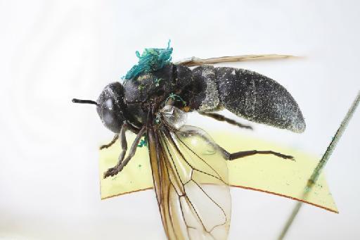 Metadon mydas (Bezzi, 1915) - Microdon mydas STF lateral